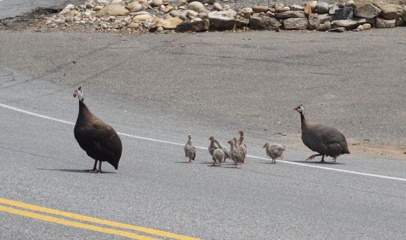 [Picture of family of Guinea Fowl]